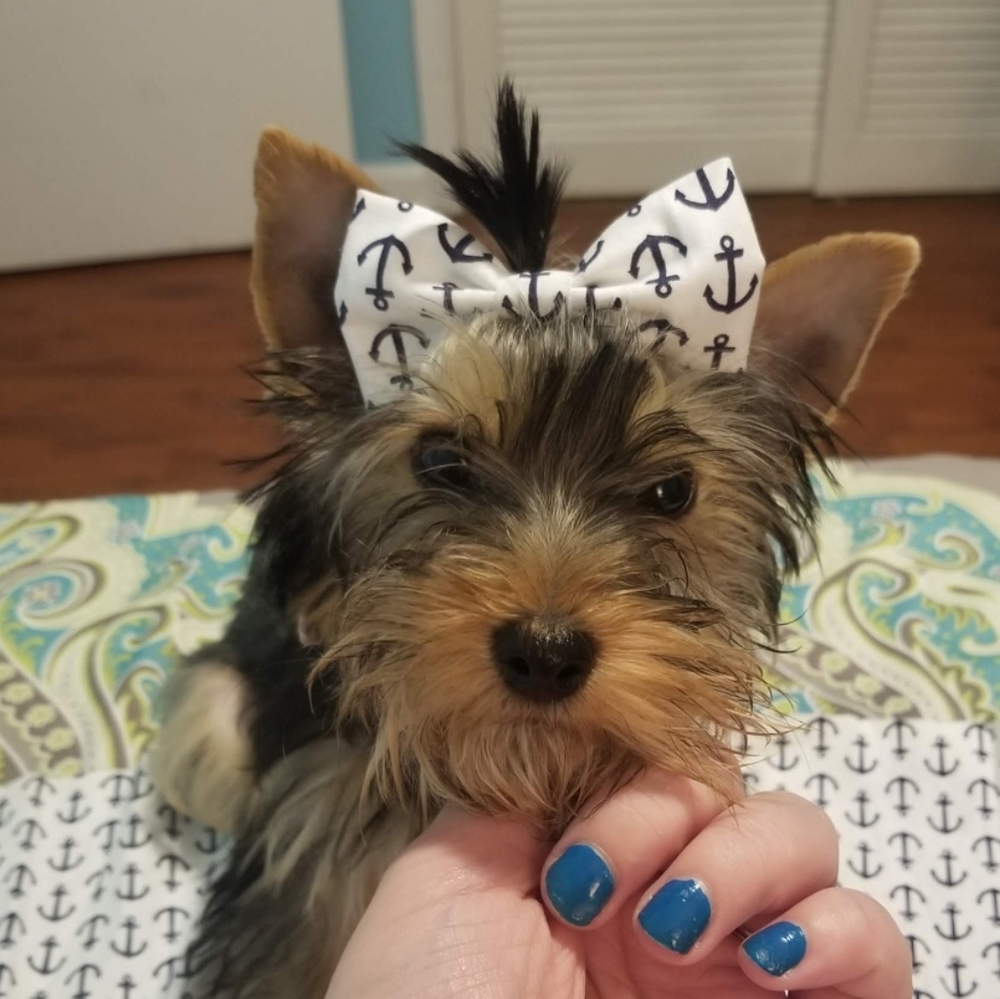 Fabric bows made to order!